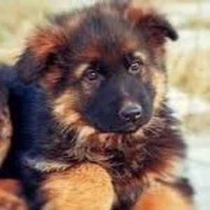 Meet your Posher, Meagan